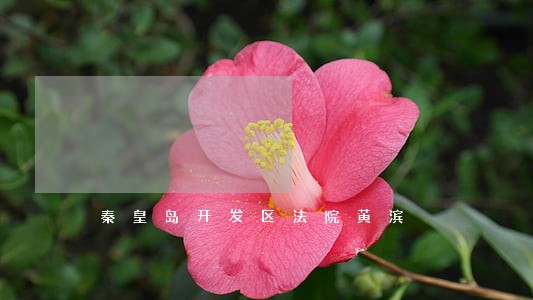 秦皇岛开发区法院黄滨