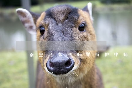 秦皇岛本地犯罪辩护律师 秦皇岛本地犯罪辩护律师