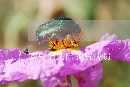 秦皇岛法院领导成员