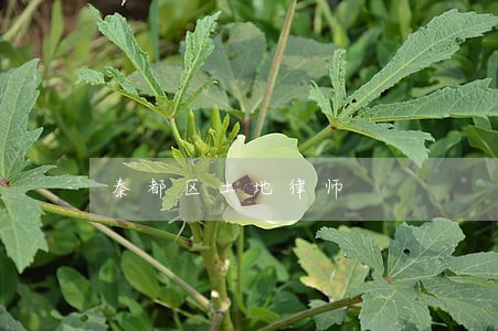 秦都区土地律师 秦都区土地律师