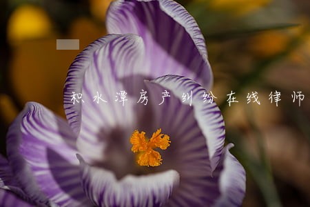 积水潭房产纠纷在线律师 积水潭房产纠纷在线律师