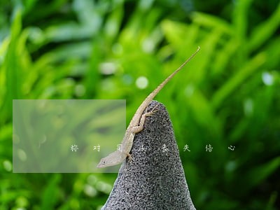 称对司法丧失信心