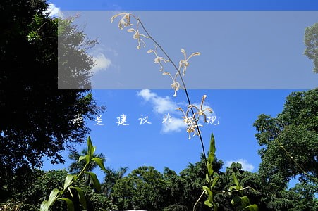 称是建议非法规 称是建议非法规