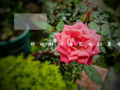 移动公司典型诉讼案件 移动公司典型诉讼案件