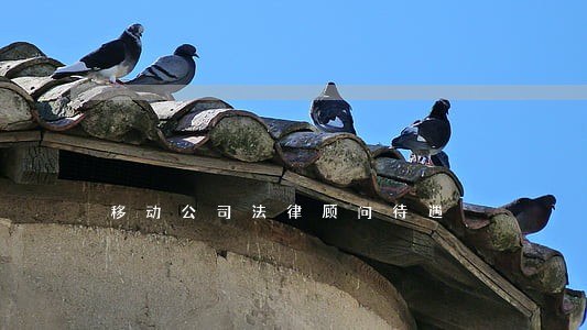 移动公司法律顾问待遇 移动公司法律顾问待遇