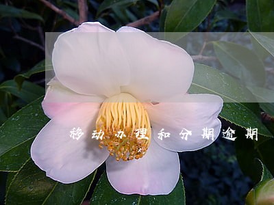 移动办理和分期逾期 移动办理和分期逾期