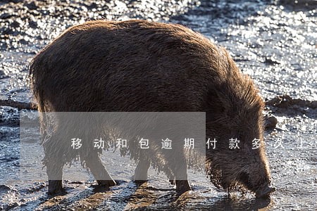 移动和包逾期付款多久上征信 移动和包逾期付款多久上征信