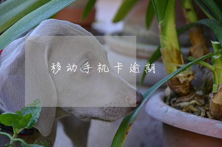 移动手机卡逾期 移动手机卡逾期