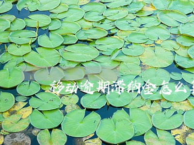 移动逾期滞纳金怎么算 移动逾期滞纳金怎么算