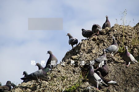 移民部公民法修法