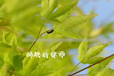 稀缺的律师 稀缺的律师