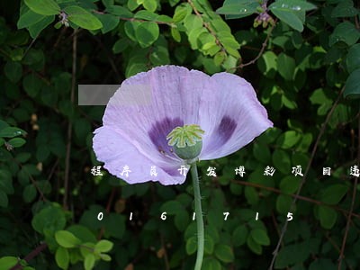 程序员开发博彩项目违法吗/2023020161715 程序员开发博彩项目违法吗/2023020161715