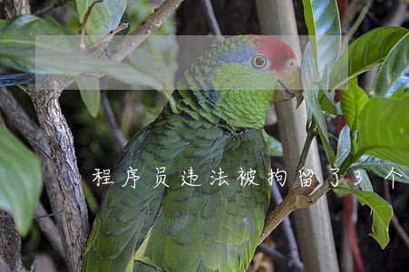 程序员违法被拘留了3个多月 程序员违法被拘留了3个多月