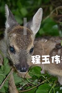 程玉伟律师解答了郑律师您好