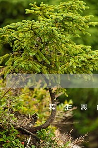程胜恩的律师 程胜恩的律师