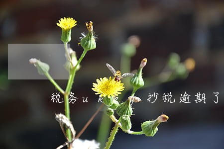 税务ukey抄税逾期了 税务ukey抄税逾期了