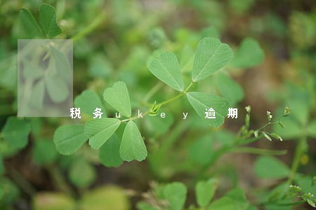 税务ukey逾期 税务ukey逾期
