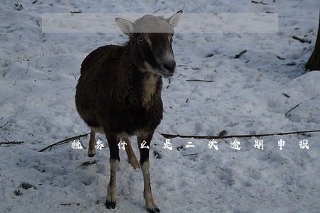 税务什么是二次逾期申报 税务什么是二次逾期申报