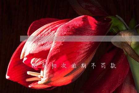 税务初次逾期不罚款 税务初次逾期不罚款