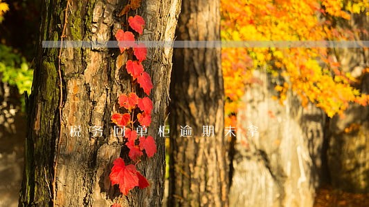 税务回单柜逾期未拿 税务回单柜逾期未拿