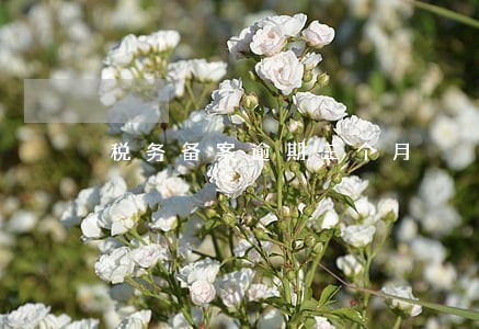 税务备案逾期三个月 税务备案逾期三个月