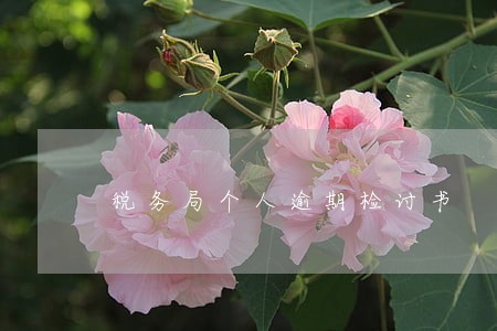 税务局个人逾期检讨书 税务局个人逾期检讨书