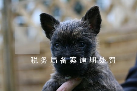 税务局备案逾期处罚 税务局备案逾期处罚