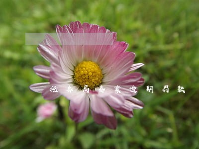 税务局备案逾期罚款 税务局备案逾期罚款