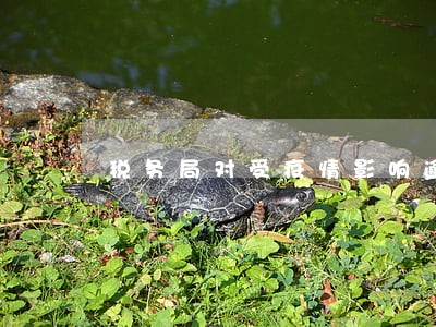 税务局对受疫情影响逾期申报 税务局对受疫情影响逾期申报