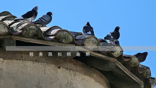 税务局扣税逾期 税务局扣税逾期