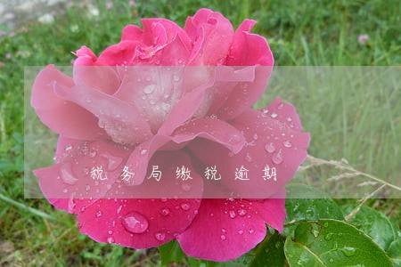 税务局缴税逾期 税务局缴税逾期