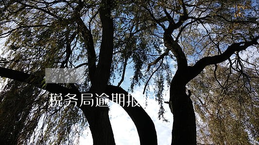 税务局逾期报税 税务局逾期报税