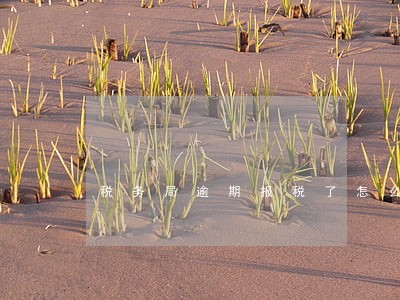 税务局逾期报税了怎么办