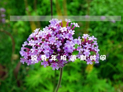 税务年报逾期时间 税务年报逾期时间