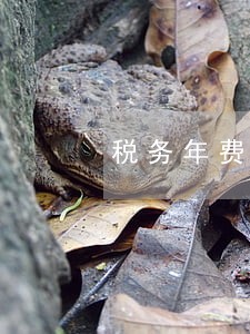 税务年费逾期可以补交吗 税务年费逾期可以补交吗