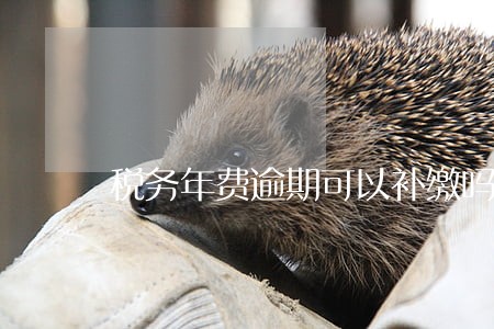 税务年费逾期可以补缴吗 税务年费逾期可以补缴吗