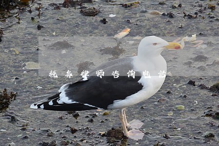 税务律师咨询电话 税务律师咨询电话