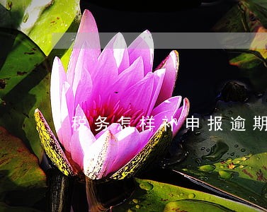 税务怎样补申报逾期 税务怎样补申报逾期