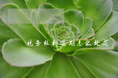 税务报到逾期怎么处罚