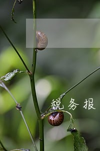 税务报到逾期的原因