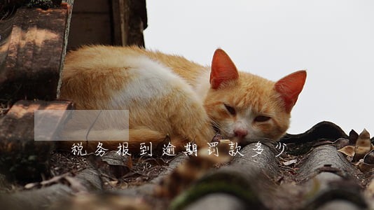 税务报到逾期罚款多少 税务报到逾期罚款多少