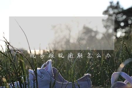 税务报税逾期怎么办 税务报税逾期怎么办