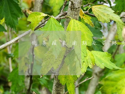 税务报表逾期处罚标准 税务报表逾期处罚标准