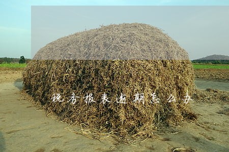 税务报表逾期怎么办 税务报表逾期怎么办