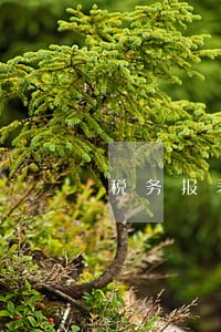 税务报表逾期申报