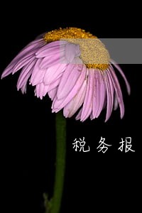 税务报逾期如何进行网上预约