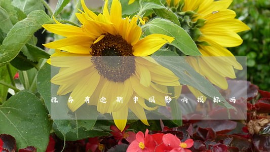 税务有逾期申报影响投标吗 税务有逾期申报影响投标吗