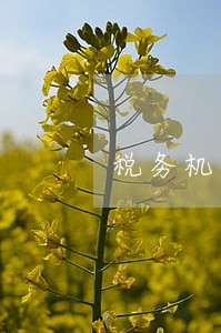 税务机关责任逾期能处罚 税务机关责任逾期能处罚