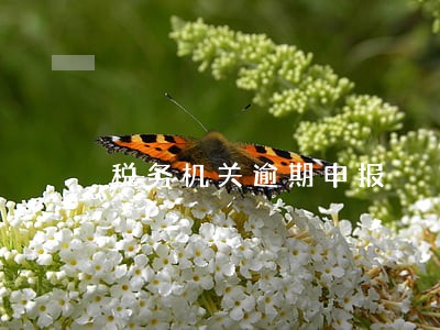 税务机关逾期申报 税务机关逾期申报
