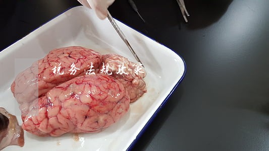 税务法规政策 税务法规政策